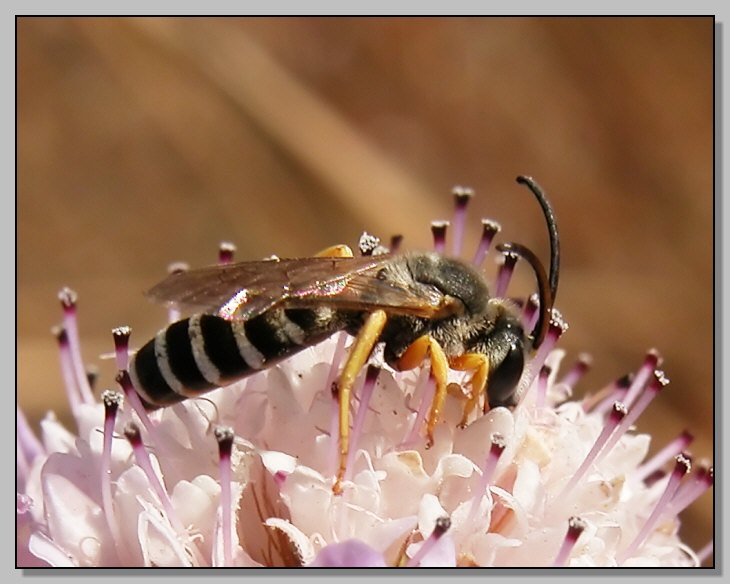 Apidae Halictinae: Halictus sp. - l''ape della Juve